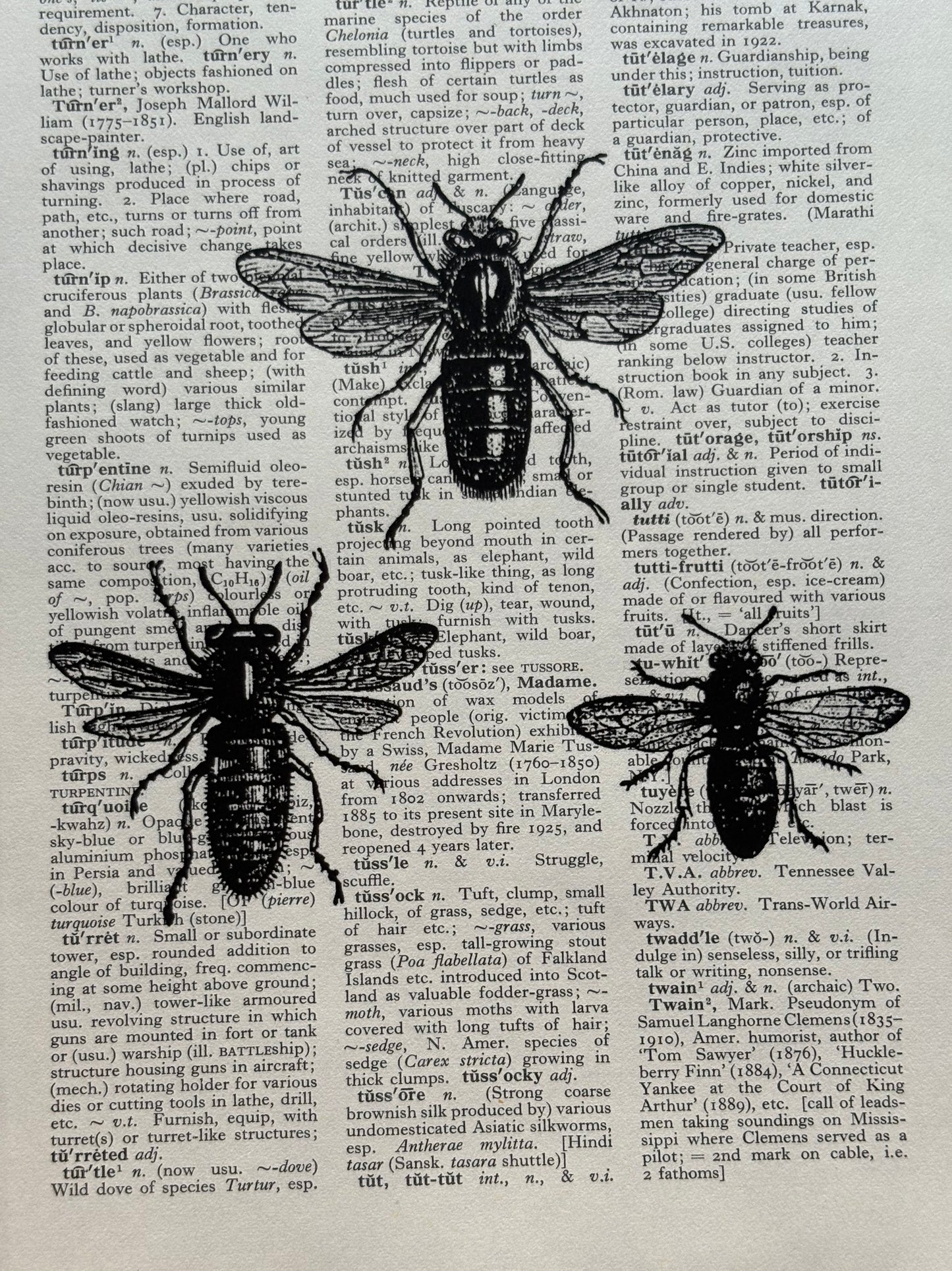 Antique Bee Dictionary Page Wall Art | Dark Cottagecore Gothic Prints | Set of 4