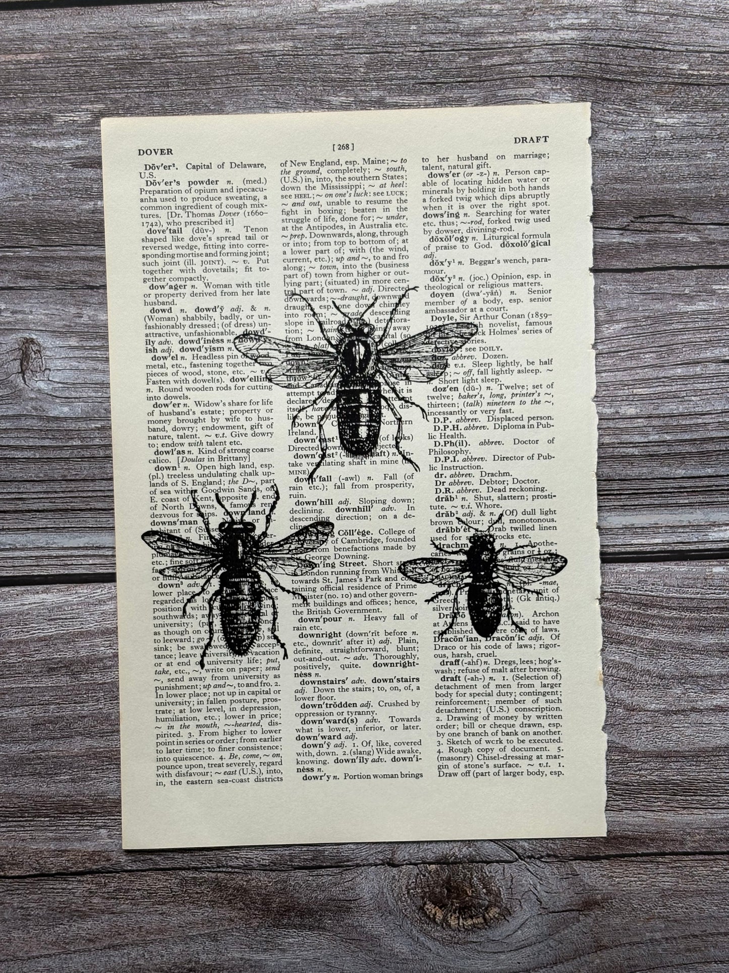 Antique Honey Bee Dictionary Page Wall Art | Dark Cottagecore Gothic Print
