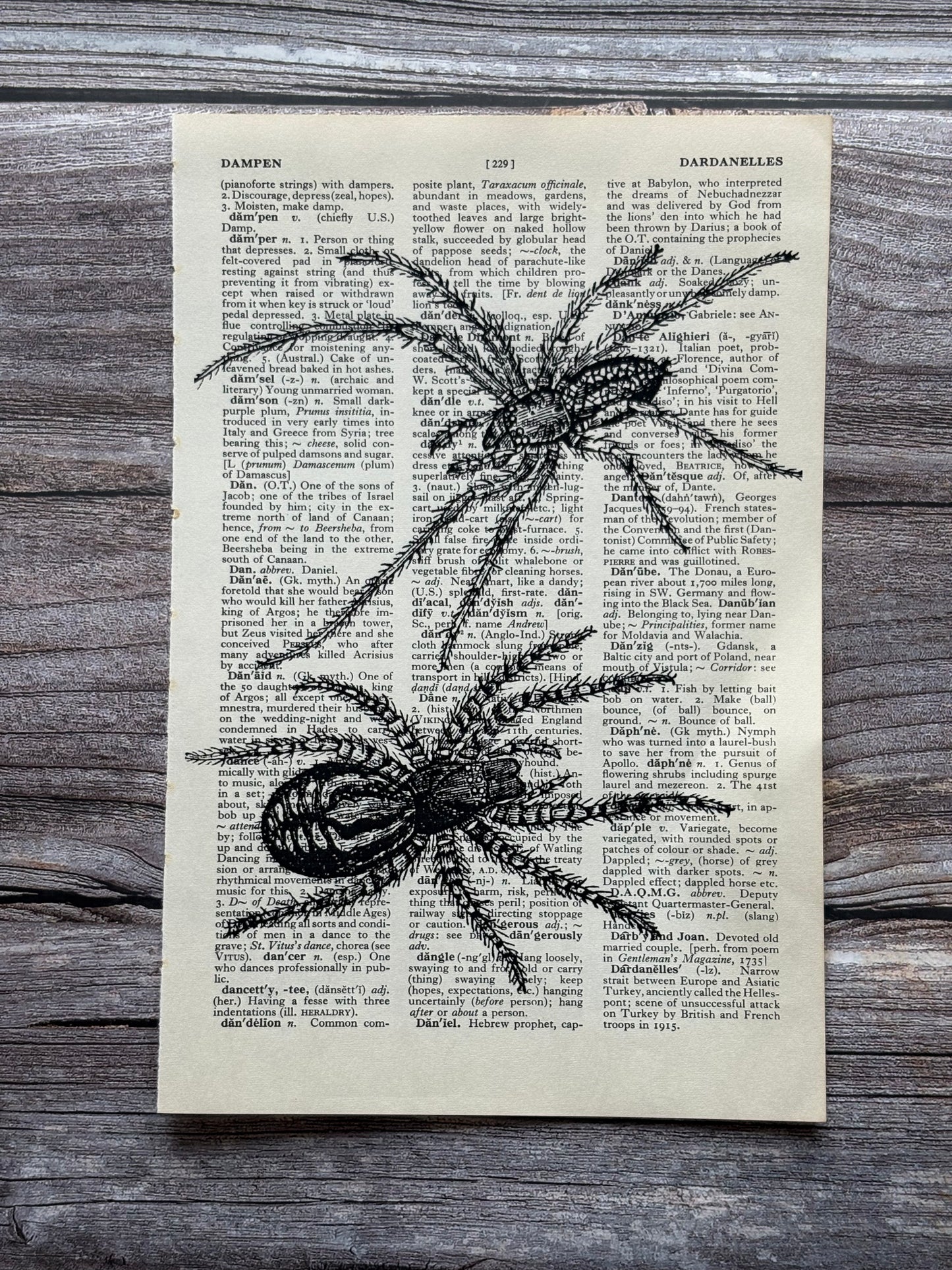 Antique Spider Dictionary Page Wall Art | Dark Cottagecore Gothic Print