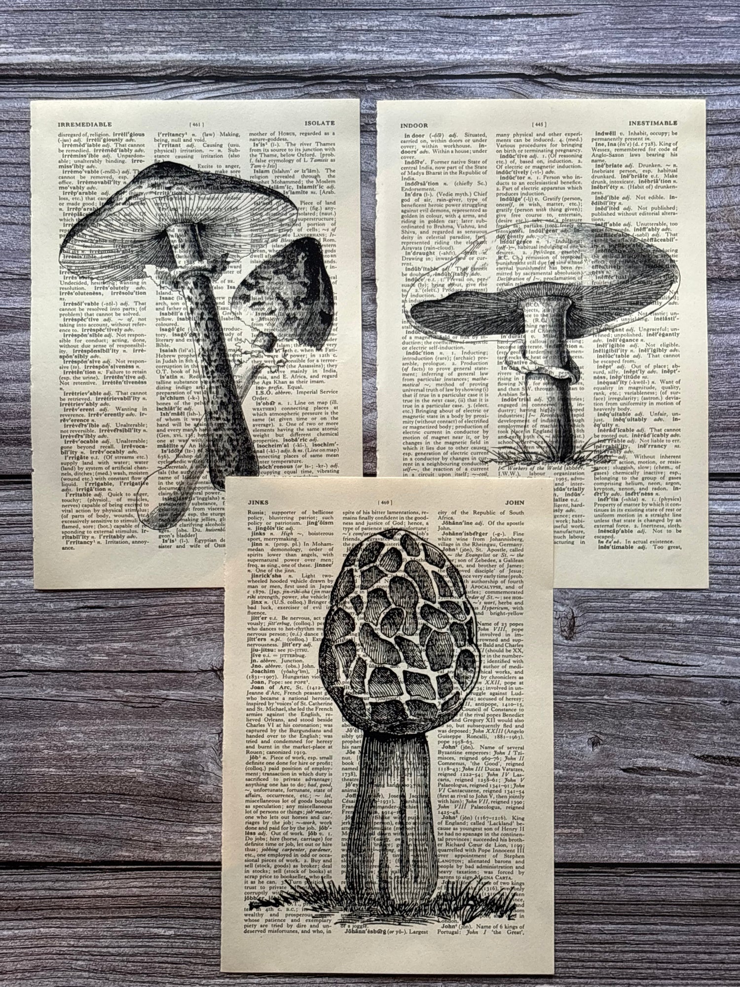 Fungi