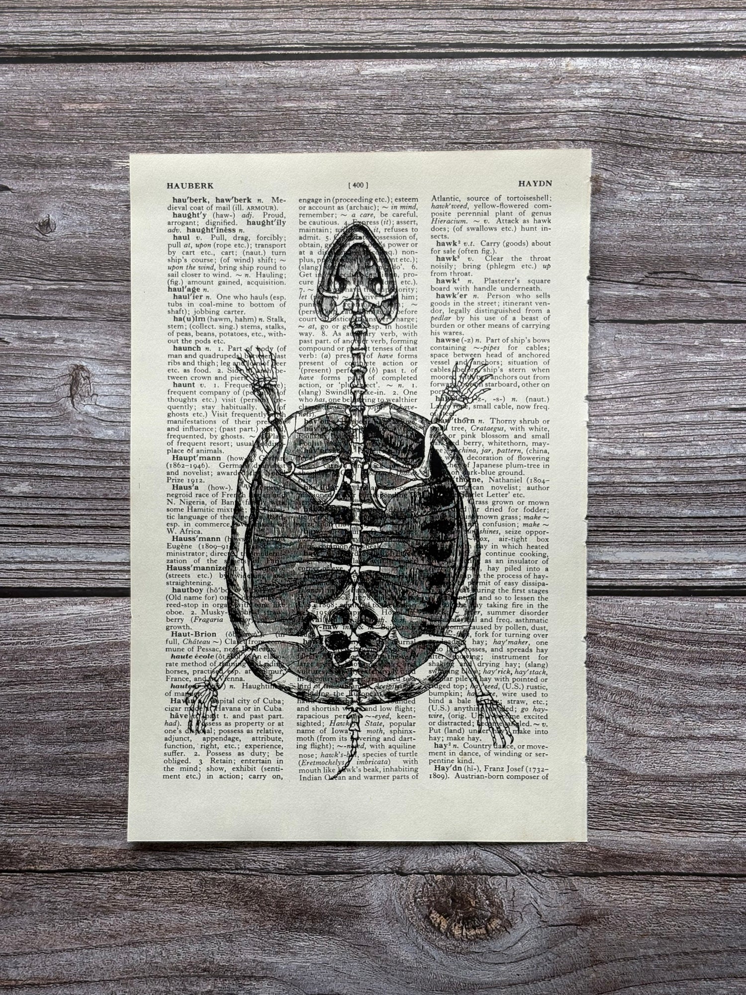 Anatomy Prints