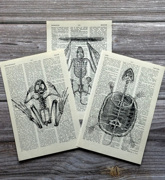 Antique Anatomy Dictionary Page Wall Art | Dark Cottagecore Gothic Prints | Set of 3
