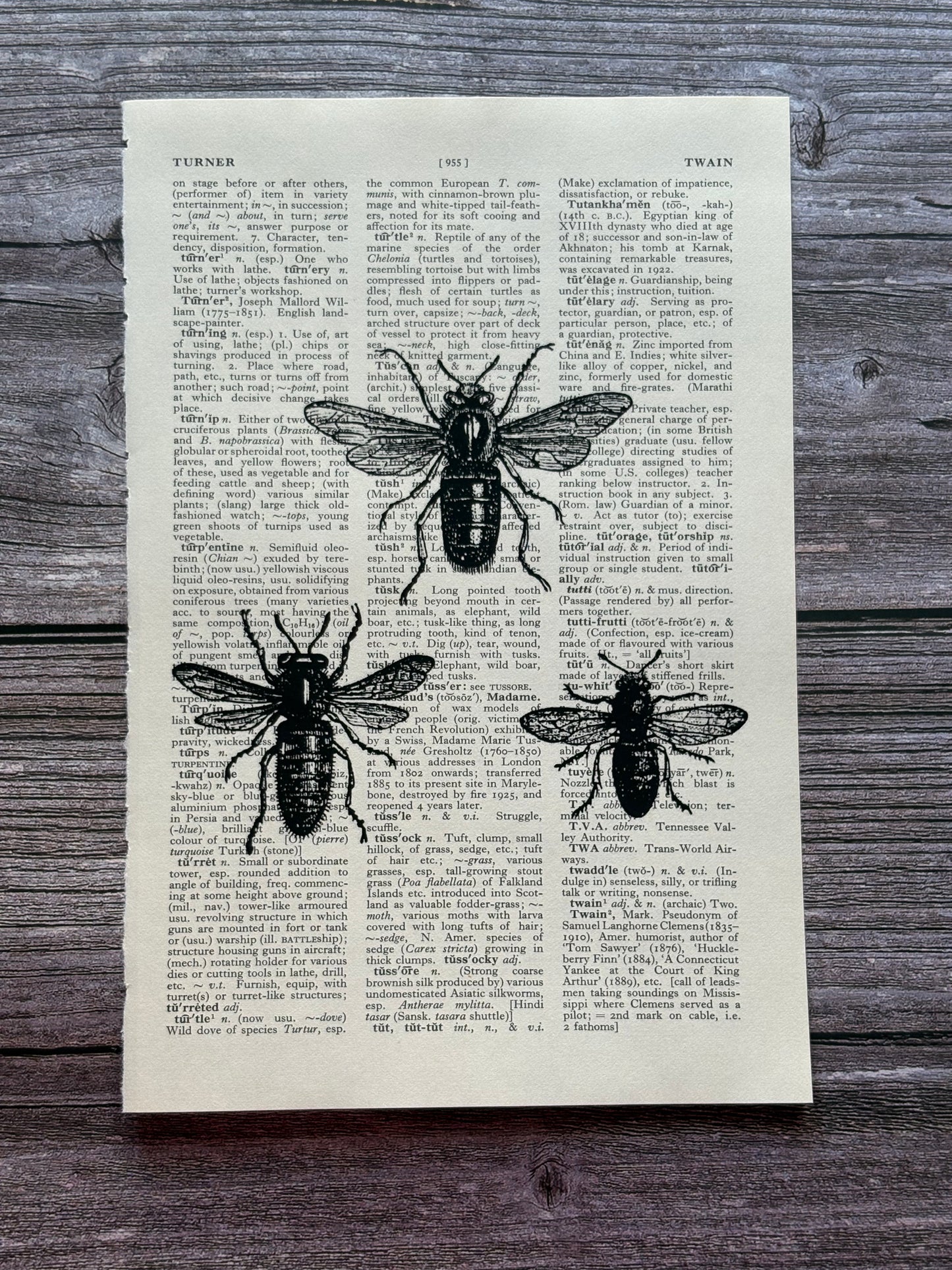 Antique Bee Dictionary Page Wall Art | Dark Cottagecore Gothic Prints | Set of 4