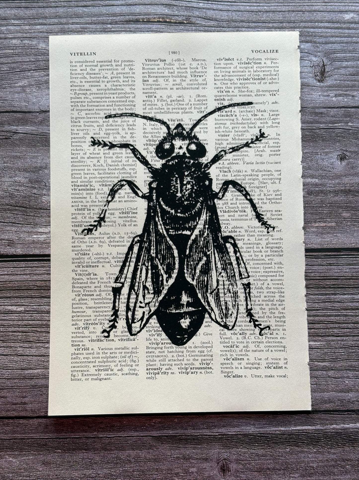 Antique Bee Dictionary Page Wall Art | Dark Cottagecore Gothic Prints | Set of 4