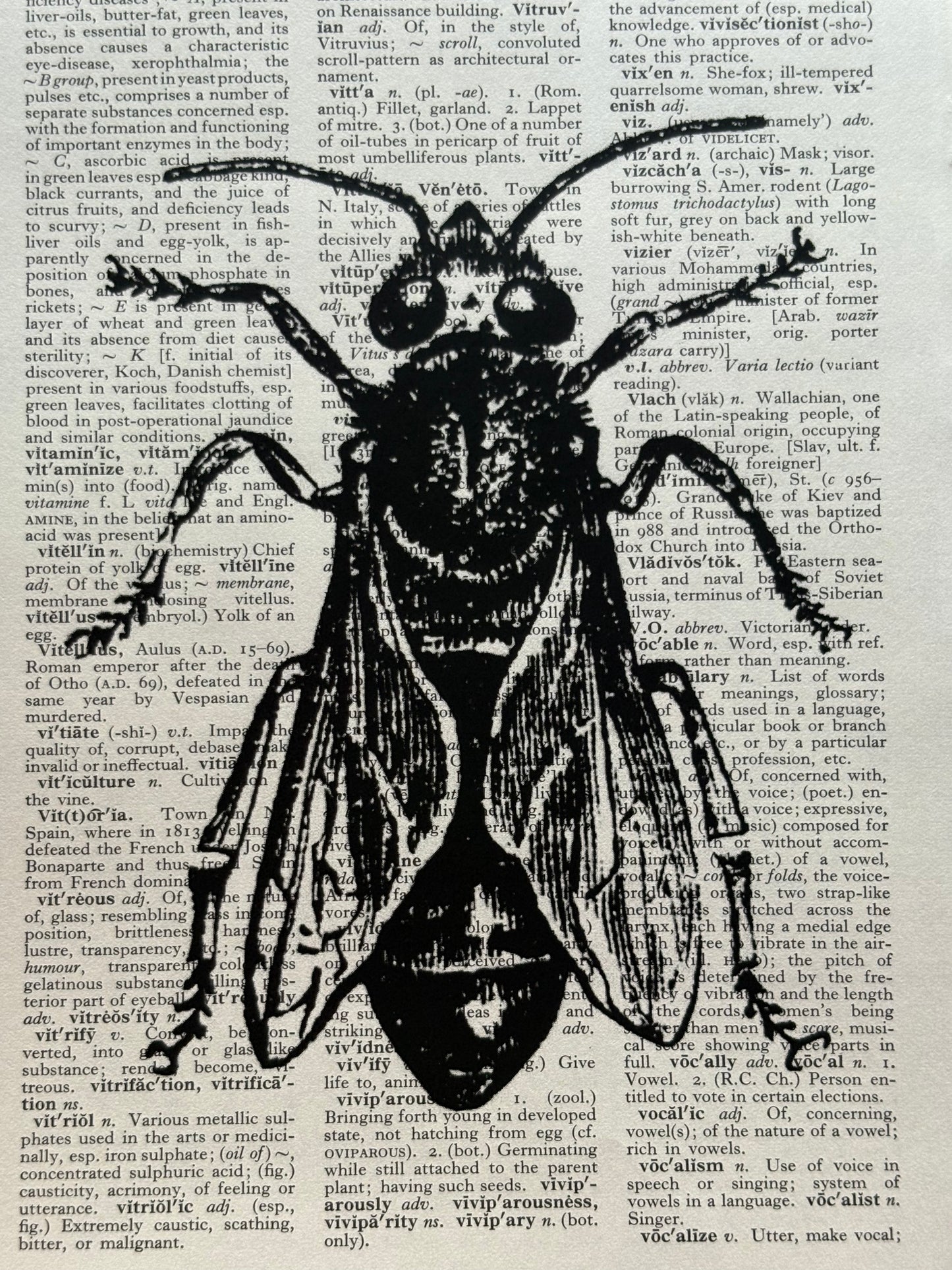 Antique Bee Dictionary Page Wall Art | Dark Cottagecore Gothic Prints | Set of 4
