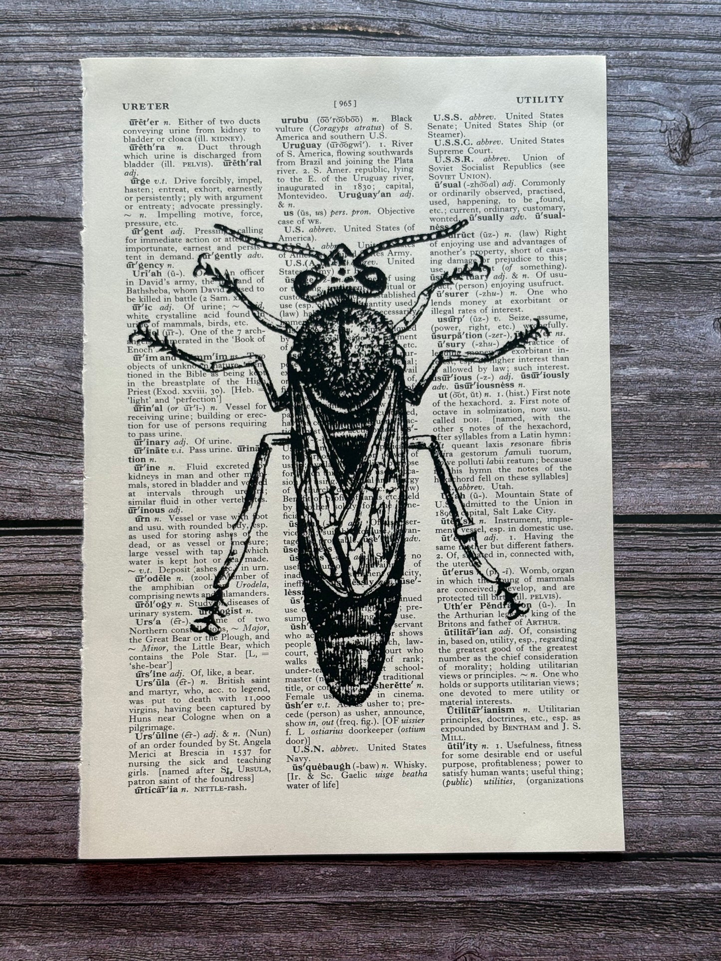 Antique Bee Dictionary Page Wall Art | Dark Cottagecore Gothic Prints | Set of 4