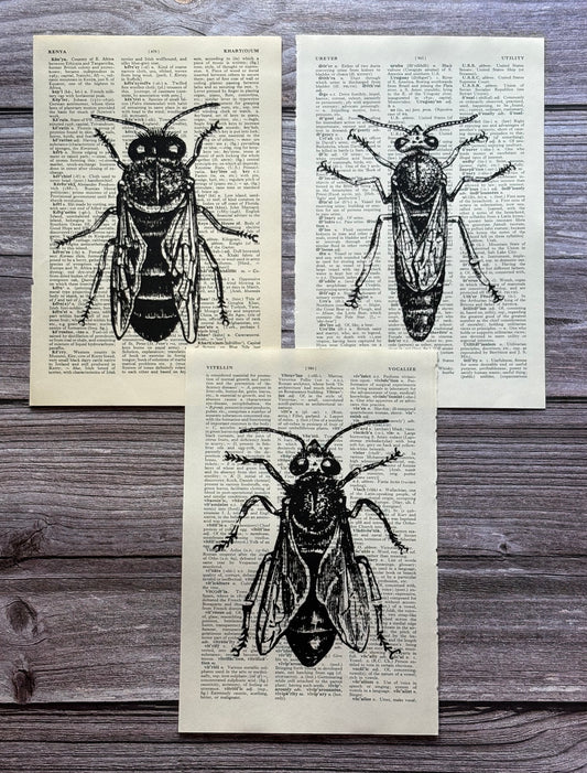Antique Bee Dictionary Page Wall Art | Dark Cottagecore Gothic Prints | Set of 3