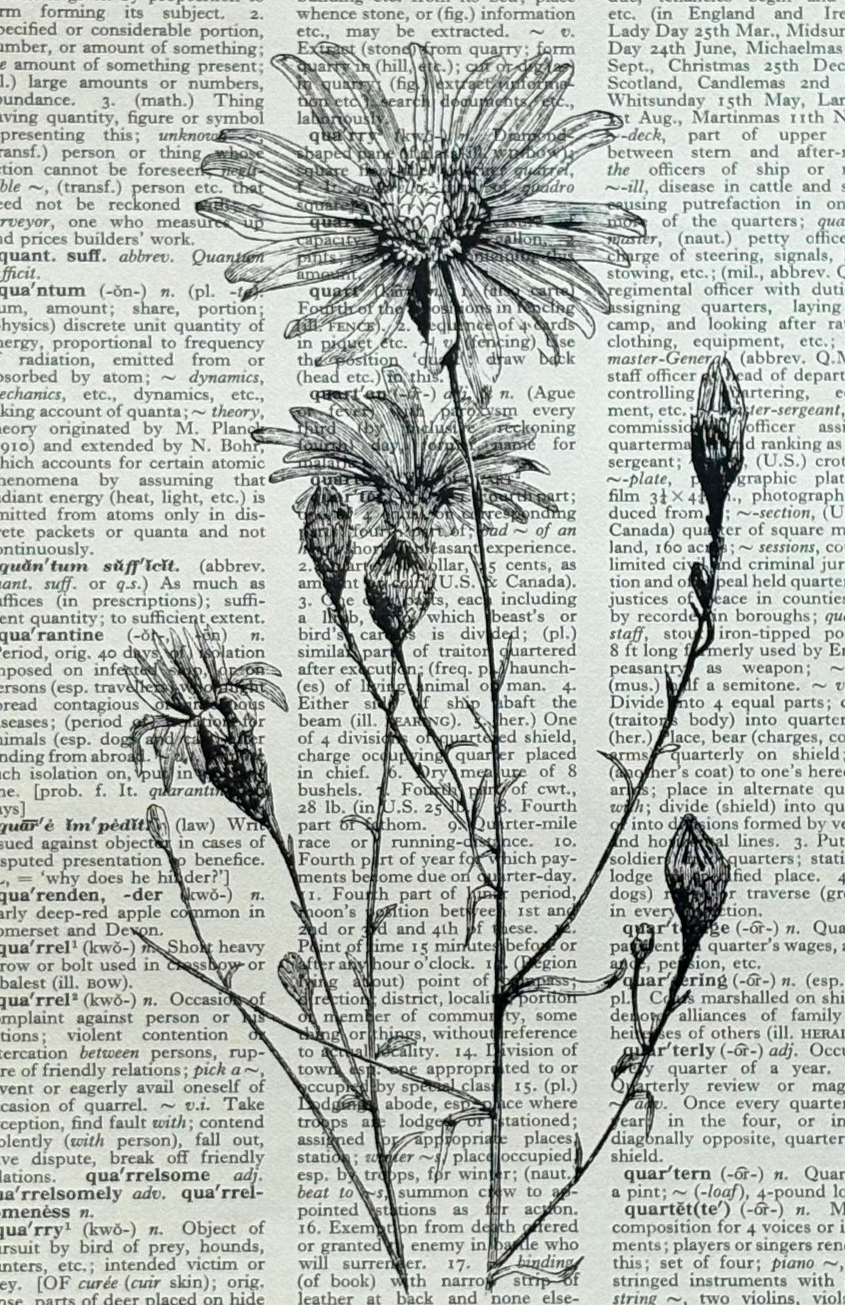Antique Daisy Flower Dictionary Page Wall Art | Dark Cottagecore Gothic Print