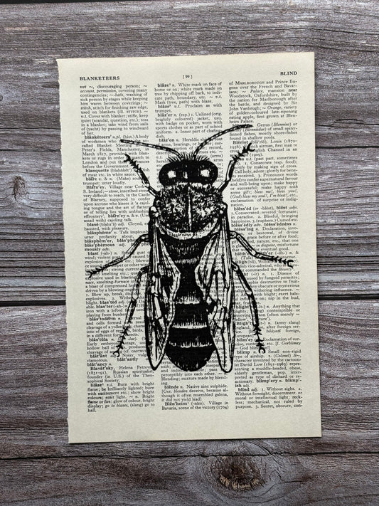 Antique Drone Bee Dictionary Page Wall Art | Dark Cottagecore Gothic Print