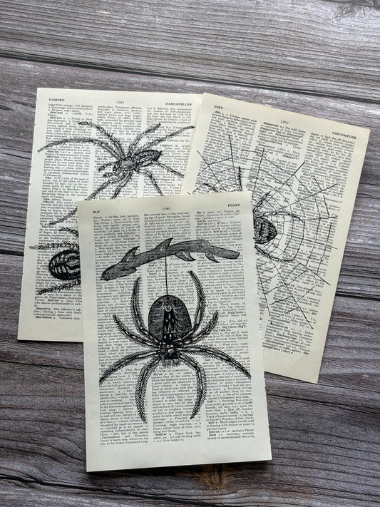 Antique Spider Dictionary Page Wall Art | Dark Cottagecore Gothic Prints | Set of 3
