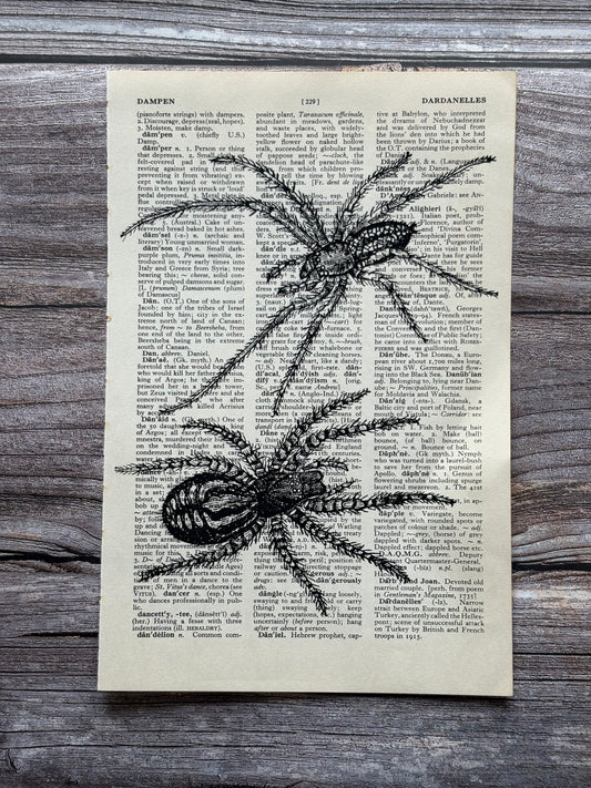 Antique Spider Dictionary Page Wall Art | Dark Cottagecore Gothic Print